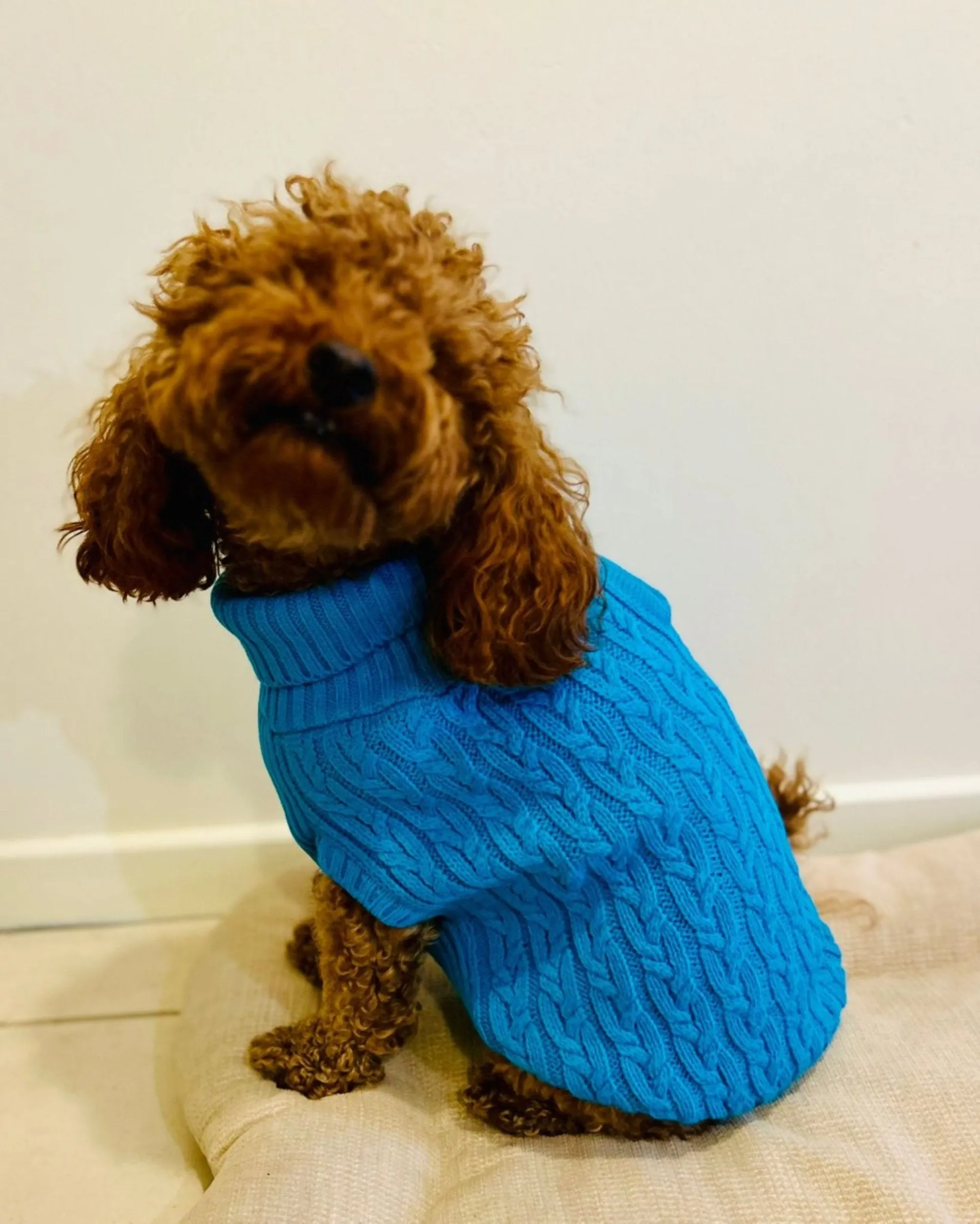 Dogs and Cats Colorful Knitted Turtleneck Sweater for Dogs