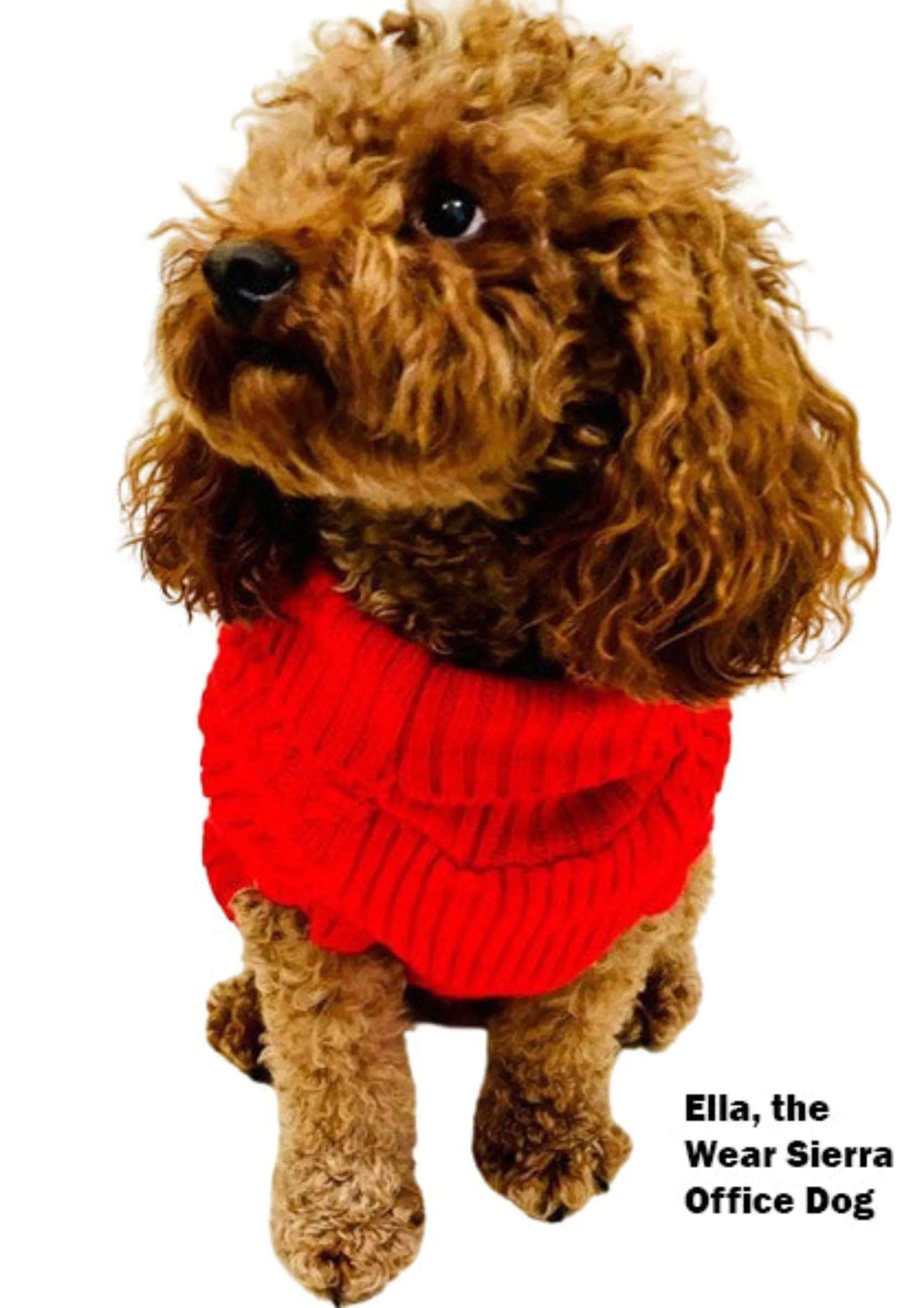 Dogs and Cats Colorful Knitted Turtleneck Sweater for Dogs